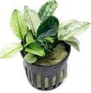 Anubias Live Aquarium Plants - Potted Freshwater Plant for Fish Tanks, Terrariums - Beginner Friendly Low Light (Nana Pinto, 1 Pot) by GreenHaven Gardens