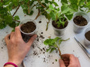 Organic Plant Propagation Premium Potting Mix - Achieve Ideal Air and Moisture Balance - 5 Quart