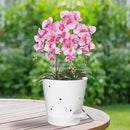 Orchid Pots with Holes, 6 Inch Self Watering Orchid Pot 2 Pack Plastic Plant Pots for Orchid, Flower (White) by GreenHaven Gardens