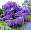 Blue Moon Wisteria Vine - Massive Foot Long Fragrant Flowers - Attract Hummingbirds - 2 - Year Plant by GreenHaven Gardens