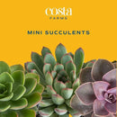 Costa Farms Succulent Plant, Live Indoor Mini Succulent Plant in Hanging Basket Succulents Plant Pot, Potting Soil Mix, Grower's Choice, Easy Grow Houseplant, Home and Room Decor, 2-Inches Tall by GreenHaven Gardens