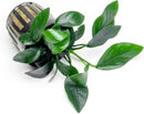 Anubias Live Aquarium Plants - Potted Freshwater Plant for Fish Tanks, Terrariums - Beginner Friendly Low Light (Spear Leaf, 5 Pots) by GreenHaven Gardens