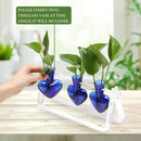 Plant Terrarium Propagation Stations with Wooden Stand Birthday Gifts for Women Plant Stand Indoor Office Home Decor by GreenHaven Gardens