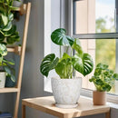 6 Inch Ceramic Plant Pot for Indoor Plants Outdoor Round Planter Flower Pot with Drainage Hole and Saucer for Home Garden Office Decor White by CozyNest Decor