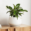 LE TAUCI Ceramic Planter, 10 Inch Plant Pot with Drainage Hole & Saucer – Durable Indoor Planter for Modern Home Decor, White by GreenHaven Gardens