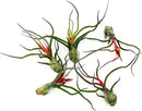 Air Plants - Flowering Tillandsia Bulbosa Guatemala, Large 3-5" - 5ct - Live Arrival Guaranteed - House Plants for Home Decor & Gift by GreenHaven Gardens