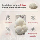 inbloom Large Organic Lion's Mane Mushroom Growing Kit (4 lbs) – Double-Side Growth, Edible Non-GMO Mushroom Kit, Beginner-Friendly, Harvest Mushrooms at Home, Indoor Gardening Gift for Adults by GreenHaven Gardens
