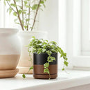 D'vine Dev 3.5 Inch & 4.7 Inch Ceramic Planter Pots for Plants with Drainage Hole and Saucer, X-Small Plant Pots Set, Black/Speckled Tan, 94-G-XS-7 by GreenHaven Gardens