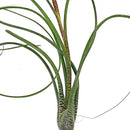 Live Air Plants - Tillandsia Butzii, Jumbo 7-9" - 3ct - Live Arrival Guaranteed - House Plants for Home Decor & Gift by GreenHaven Gardens