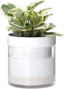 Phoenix Vine 6 Inch Self Watering Planter, White Terracotta Clay Pot with Glass Reservoir for Indoor Plants, Herbs, Flowers, Set of 1, 52-B-F-1 by GreenHaven Gardens
