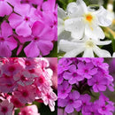 1000+ Phlox Seeds for Planting - Phlox Popstars Seeds Perennial Ground Cover Plants- Annual Flower for Home Garden by GreenHaven Gardens