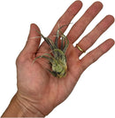 Air Plants - Tillandsia Pruinosa, Large 3-5" - 5ct - Live Arrival Guaranteed - House Plants for Home Decor & Gift by GreenHaven Gardens
