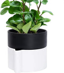 Phoenix Vine 6.5 Inch Self-Watering Planter Pot with Terracotta Insert, Deep Water Reservoir, and Ceramic-Alike BPA-Free Plastic Pot for Plant, Modern Planter for Houseplants, White/Black, 53-B-S-4 by CozyNest Decor