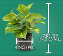 Essential Houseplant Collection (4PK) Live Plants Indoor Plants Live Houseplants in Plant Pots, Easy House Plants Indoors Live, Snake Plant, Pothos in Potting Soil, Clean Air Plants by Plants for Pets by GreenHaven Gardens