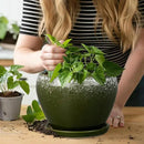 8 Inch Plant Pot - Ceramic Planter with Drainage Hole and Saucer, Modern Flower Pot for Glazed Indoor Plants Outdoor, Dark Green by GreenHaven Gardens