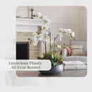 Faux Orchid Plant w/Succulents, Premium Artificial Indoor Flower Display Stands 24” w/Beautiful Sculptural Blooms and Succulents That Lasts Forever, Grey Planter Pot Included by CozyNest Decor
