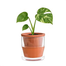 D'vine Dev 4 Inch Design Self Watering Pot for Indoor Plants, Terracotta Planter with Cylinder Glass Cup, 37-X-A-1 by GreenHaven Gardens