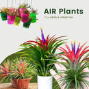 Air Plants, Tillandsia Air Plants Live Houseplants for Garden, 14 Red Lonantha Tillandsia Plant, Air Plant for Planting, 2 to 3 Inc Long by GreenHaven Gardens