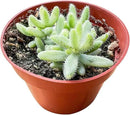 Live Succulent Plants Variegated 'Picklee Plant', Easy Care Potted Succulents, Approx 4" D x 4" H, Indoor Houseplant, Unique Gifts, Home Office Décor by GreenHaven Gardens