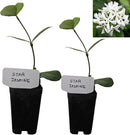 Star Jasmine/Confederate Jasmine - Trachelospermum Jasminoides. Live. Fragrant Flowers. (2 Plants in Cup) by GreenHaven Gardens