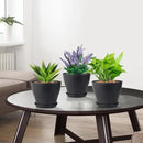 6 inch Plastic Nursery Pots, Seedling Pots, 16 Pack Plant Pots for Small Indoor Outdoor Plants, Flower Pots with Drainage Holes and Saucers, Decorative Planters for House Plants, Black by GreenHaven Gardens