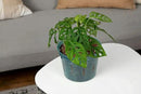 rePotme 8 inch Orchid Pot with Holes - 3 Pack of Slotted Orchid Pots (Crystal Clear) - All Purpose Planter for All Indoor Plants by GreenHaven Gardens