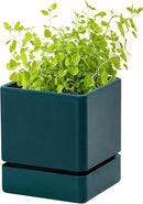 4 Inch Herb Planter Pot, Plastic Planter with Drainage Holes and Saucer, Modern Decorative Gardening Pot for Indoor Plants, Flowers, Herbs, Succulents, Green, Set of 1, 76-Y-C-1 by GreenHaven Gardens