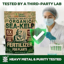 Organic Sea Kelp Fertilizer for Plants – Water-Soluble – Makes 100 Gallons – Kelp Meal Concentrate Plant Food – for Indoor Gardens, Hydroponics, Vegetables, Houseplants - Smart Grower - 4oz Bag by GreenHaven Gardens