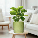 8 Inch Plant Pots - Ceramic Planter for Indoor Plants Outdoor, Round Ceramic Flower Pots with Drainage Hole and Saucer, Boho Decorative Planter, Home Bedroom Decor, Birthday Gifts, Green by GreenHaven Gardens
