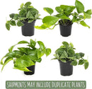 Live Pothos Plants (4PK) Indoor Plants Live Houseplants, Pothos Live Plant House Plants, Money Plant Indoor Pothos Plant Decor, Devils Ivy Trailing Plants Live by Plants for Pets,Black by GreenHaven Gardens