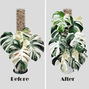 2 Pcs 17 Inch Clear Plastic Moss Pole for Plants Monstera, Designed Specifically for Climbing Plants, Stackable Plant Support for Indoor Plants Work with Sphagnum Moss by GreenHaven Gardens
