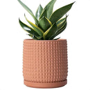D'vine Dev 6 Inch Terracotta Beaded Planter Pot - Flower Pot with Drainage Hole and Saucer for Indoor Succulent Plants or Flowers, Terracotta, 27-C-X-7 by GreenHaven Gardens