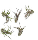 Air Plants - Tillandsia Pruinosa, Large 3-5" - 5ct - Live Arrival Guaranteed - House Plants for Home Decor & Gift by GreenHaven Gardens