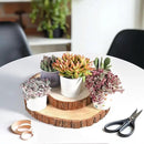 Live Succulents 'Crassula pellucida SSP' (4-inch), Succulent Plants Fully Rooted in Pots with Soil, Easy-Care House Plant for DIY, Home Office Decor, Wedding Party Favor by GreenHaven Gardens
