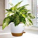 10/9/8 inch Medium Self Watering Pots, Planter, Plant Pots with Mesh Drainage Holes for Indoor Outdoor Garden Plants, Plastic Flower Pots with Removable Deep Reservoir, White with Brown by CozyNest Decor