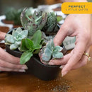Costa Farms Succulents (24 Pack), Live Mini Succulent Plants in Ceramic Decor Planter Pots, Indoor Houseplants in Potting Soil, Bulk Baby Shower Gifts, Party Favors, Bridesmaid Gifts, 2-Inches Tall by GreenHaven Gardens