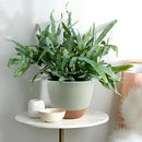 Plant Pots 12/10/9 inch Set of 3, Self Watering Flower Pots Indoor Outdoor, Planters with Drainage Hole Saucer Reservoir, Green by GreenHaven Gardens