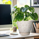 Ceramic Planter 8 Inch Plant Pot with Drainage Hole and Saucer Ceramic Pots for Indoor Plants Outdoor Large Flower Pot for Home Decor White by CozyNest Decor