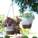 8 inch Hanging Planters, 2 Pack Self Watering Hanging Pots with 20oZ Deep Reservoir for Indoor Outdoor Plants Flowers, White with Brown by GreenHaven Gardens
