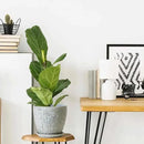 10inch Retro Ceramic Planter with Drainage Hole and Saucer for Multiple Plants, Indoor-Outdoor Garden Pots for Succulent, Orchid, and Flower (Fits Inner Pots Up to 9 Inch, Retro White) by CozyNest Decor