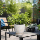 6 Inch Ceramic Plant Pot for Indoor Plants Outdoor Round Planter Flower Pot with Drainage Hole and Saucer for Home Garden Office Decor White by GreenHaven Gardens
