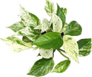 Marble Queen Pothos Plant in 4 Inch Planter Pot for Plants, Low Light Plants Live Houseplants, Pothos Live Plant Decor, Live Plants Indoor Plants Live Houseplants Live Indoor Plants by Plants for Pets by GreenHaven Gardens