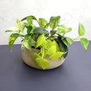 Plentiful Pothos & Philodendron (6-Pack), Pothos Live Plant Decor, Office Plants, Real Plants, Easy Indoor Plant, House Plants Indoors Live Plants Indoor Plants Live Houseplants by Plants for Pets by GreenHaven Gardens
