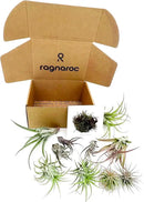 Air Plants - Freyja Gift Box - 10ct - Live Arrival Guaranteed - House Plants for Home Decor & Gift by GreenHaven Gardens