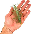 Air Plants - Colombian Tillandsia Funckiana, Large 5" - 1ct - Live Arrival Guaranteed - House Plants for Home Decor & Gift by GreenHaven Gardens