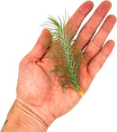 Air Plants - Colombian Tillandsia Funckiana, Large 5" - 3ct - Live Arrival Guaranteed - House Plants for Home Decor & Gift by GreenHaven Gardens