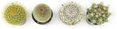 Altman Plants, Assorted Cactus Plants Live Cactus Decor (4PK), Cactus Plant Live Succulents Plants Live in Cactus Soil Potting Mix, Live Cacti Plants Live Succulent Plants Live Plants in Cactus Pot by GreenHaven Gardens