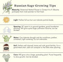 Clovers Garden Russian Sage Plants – Two (2) Live Plants – Non-GMO - Not Seeds - Each 4" to 8" Tall – in 4" Inch Pots – Hardy Flowering Perennial, Pollinator Favorite by GreenHaven Gardens