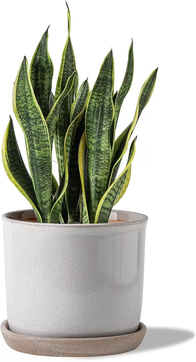 8 Inch Plant Pot: Ceramic Planter with Drainage Hole & Saucer - Cylinder Round Flowerpot for Indoor & Outdoor Plants - with Separate Tray for Home & Office - Retro Style, Grey