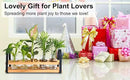Plant Propagation Stations with Wood Stand, Desktop Plant Terrarium for Propagating Hydroponic, Flower Vase for Home Kitchen Office Decor, Plant Lover Gifts by GreenHaven Gardens